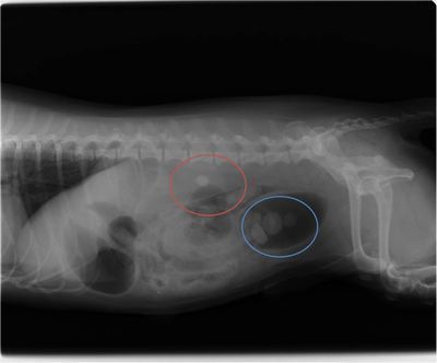 図1　x-ray.jpg