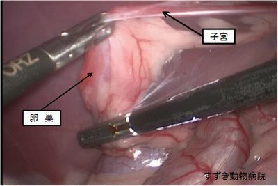 e-2腹腔内.jpg